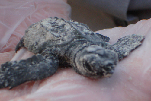 pepperhodge's profile picture. I am just a regular person with too much to do!