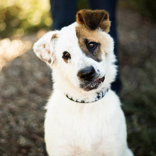 DwelleAdoptable's profile picture. 