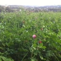 The Apricot Centre @ Huxhams Cross Farm (@huxhamscrossfrm) 's Twitter Profile