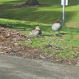 Ducks_of_FedUni's profile picture. not affiliated with: duck dynasty, anaheim's hockey team. third tier twitter account that piggybacks off the Facebook Page. views and quacks belong to ducks.