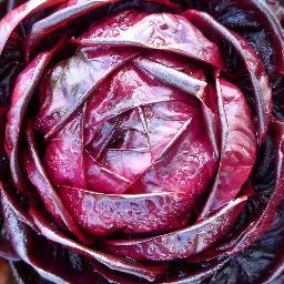 (The Little Cabbage) Growing Amazing Food & Farmers