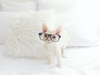 Octavius . Sebastian . Xavier  
| Distinguished cats of instagram. |
Snapchat: @ osx.aristocats
 #OriginalCardiganCat #CatInGlasses
