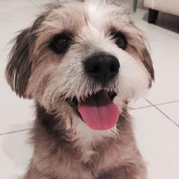 BarkPostLife's profile picture. 