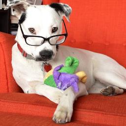 barkpostscience's profile picture. 