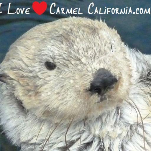 You're invited to enjoy Everything Carmel California. Coupons. Celeb & Dog Sightings! Pics. Online Shop. Carmel Sillies. 
Carmel CA   http://t.co/T0A7mw9Ia3