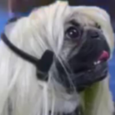 TCarts's profile picture. 