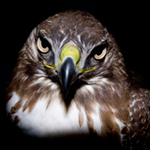 ButeoBliss's profile picture. Sporatic, spastic ramblings of a PNW falconer and falconry-based bird abatement (FBBA) specialist.