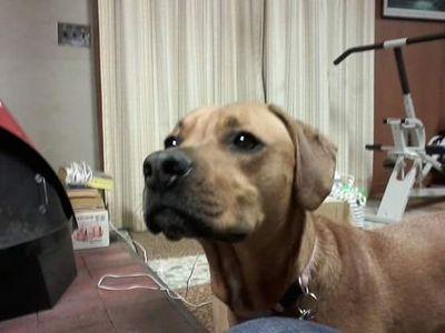 RadarPuggleMix's profile picture. I'm 11 & a Rescue, at 9 months, left in crate on big road.
I still get Zoomies, just not as often.
Mom has to buy me $$ RX food ‼
I ❤️ Mom - she's @missviolet95