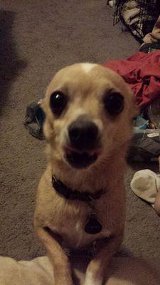 gobluefan8's profile picture. 