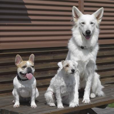 Notre vie de chiens en entreprise racontée au quotidien. Notre combat pour aider nos chercheurs ( et maîtres) à lutter contre les allergies aux animaux.