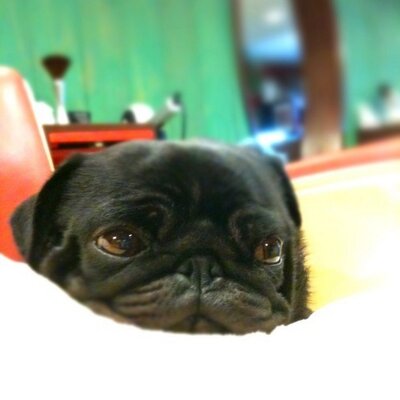 札幌の美容室 サロン171 S様 ヘアドネーションのご協力ありがとうございます 札幌美容室 サロン171 Salon171 看板犬 札幌東区 ヘアドネーション ヘアドネーション賛同店 Jhdac 場所 Salon171 サロンイチナナイチ 美容室 札幌市 T
