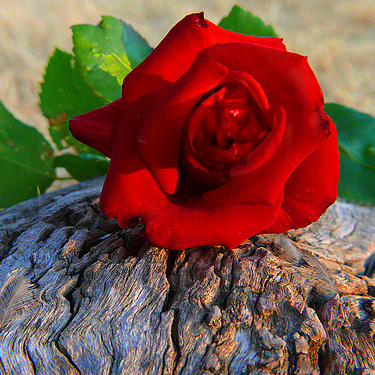 tite_kubo's profile picture. 