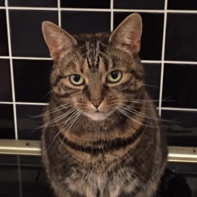 hi I'm buttons, I'm just a purrfect moggy and I'm 9 years old! I'm here to brighten up your day and I just want to be a super kitty!