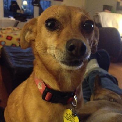 11 dogs #adoptdontshop Rescued is my favorite breed