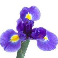 IRIS Decorators (@irisdecorators) 's Twitter Profile