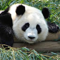 JulietteVeille's profile picture. 