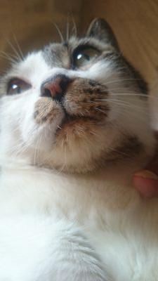 iwaomama's profile picture. 無言フォローすみません💦
可愛い猫を見るとフォローする病気なのかもしれませんm(__)m
｢フォローありがとうございます！｣とかのDMで、失礼したらすみません💦

ですが、出会いとかは求めてませんし、意味のないDMとかは迷惑です。