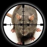 rat_ext16's profile picture. 