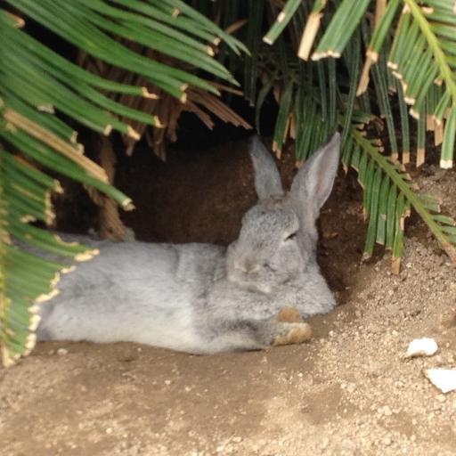 gomesu1699's profile picture. 