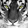 BorjaVirtus's profile picture. 