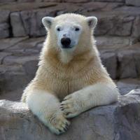 kuma_jam 🐻 (@kuma_jam) Twitter profile photo