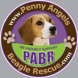 Penny Angels Beagle Rescue provides fostering, medical rehabilitation, and adoption services for abused, neglected, and homeless beagles.