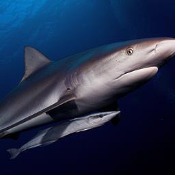 DFSremora's profile picture. Fantasy Football degenerate.