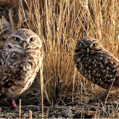 BirdGirlCA's profile picture. Wherever I stand ... I stand with Israel!