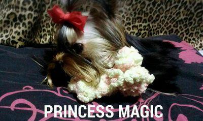 プリンセス マジック犬舎 Risamagic1226 Twitter