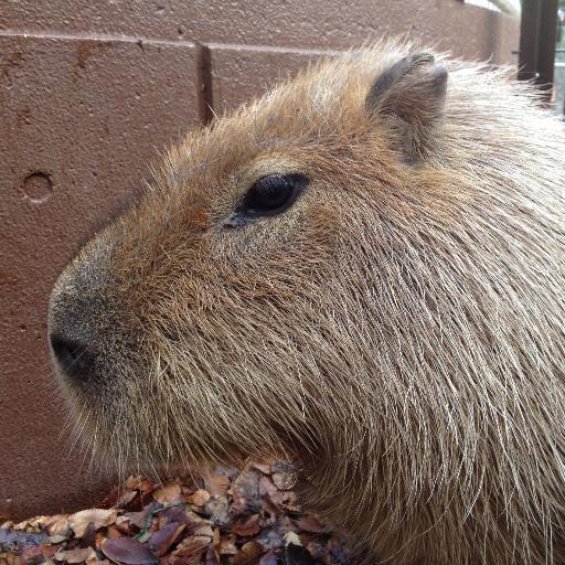 A capybara being a software engineer, sharing music, and talking nonsense. x_x