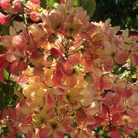 Rhydonna Anthony (@rhydonna_a) 's Twitter Profile