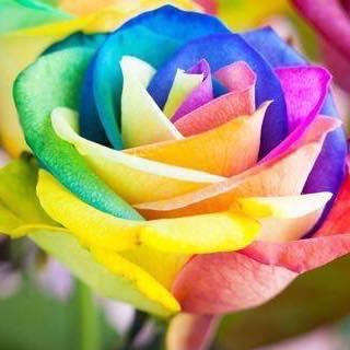 enalexrokell's profile picture. 