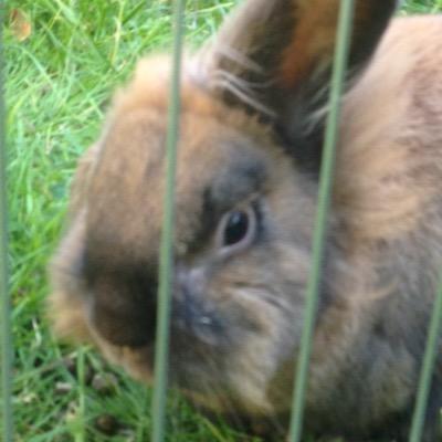 britishScorpion's profile picture. ♦️[bonita chica]:@MeriPyrope ♏️bswpff forever:@chris_hammnond |prince of fuck you| @baterwitchslave 's moderator