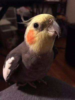 I love ALL birdies, and I am owned by a cockatiel. He's a rescue parrot.
He talks...pretty bird, Here kitty kitty, and wolf whistles.
I also LOVE all crafts.