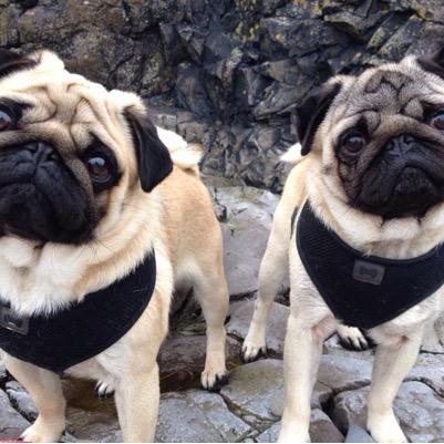 We love to go on adventures and puggy run our way through life! Follow us on our journey. 🐶