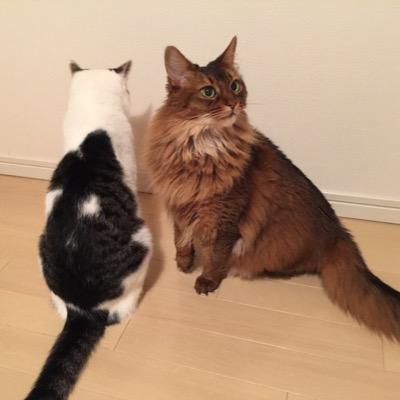 アニャンダ(アマンダ)お嬢様と呼ばれて2023