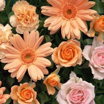 dave_ruberto's profile picture. Dave Ruberto is a founder of LeadCorp Media, Which is an innovative company, an online marketing firm that delivers unique solutions to the customers.