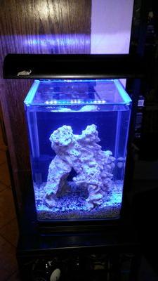 A website built to show how to build a 5 gallon nano saltwater reef aquarium for cheap also tank updates. Check us out! http://t.co/F79YzwOcCF