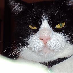 @FargoCat