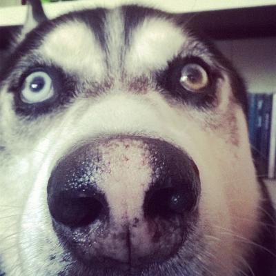 are people scared of huskies
