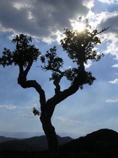 transicot's profile picture. flow-form of understanding