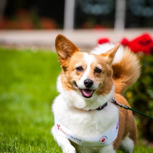 GingerNose2015's profile picture. Ginger is your Nose of Tralee 2015 with Petsitters Ireland. She is a rescue corgi from Co. Kerry in Ireland and has her very own blog.