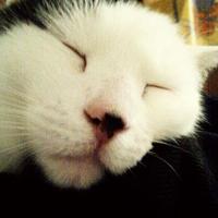 Franck MASSON (@mrfranckm) 's Twitter Profile