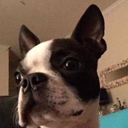 Milly the Boston