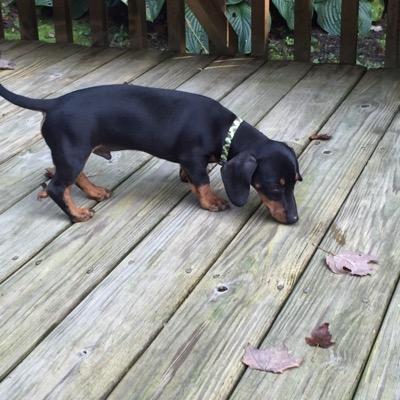 Caddesigner1's profile picture. 