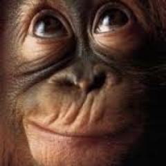 A positive twitter dedicated to educating people about the impact of palm oil use and providing alternatives- healthy both for you and the environment!