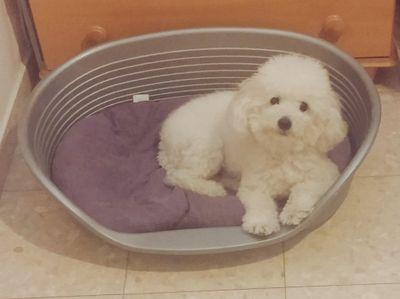 3 years old poodle !! I love to run, eat, play with my tennis ball and tweet (:                               Who let the dogs out ? ♥ ⓦⓞⓞⓕ ⓦⓞⓞⓕ ♥