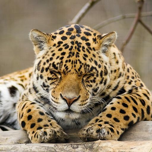 iyashinodoubut's profile picture. 動物にはなぜこんなにも癒やしのチカラがあるのでしょう。とにかく可愛い色んな動物の動画をご紹介していきますよ♪まったり癒やされていってね。