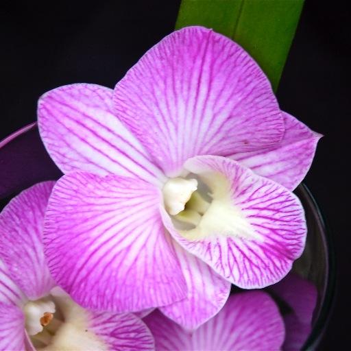 Orchid Grower.  Wholesale and Retail out of Orange County, NY.  We have 12,000 sq. feet of greenhouses where we grow quality orchids at an affordable price.