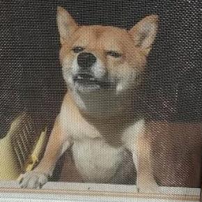 kotatsu0224's profile picture. 韓国で暮らしてる柴犬コタツ（2012.12.10～2023.6.24🌈）の写真をアップしていきます。完全な親バカのアカウントですが温かく見てもらえると嬉しいです。1歳から10歳半まで9年半の間、コタツのパパママになれて本当に幸せでした。